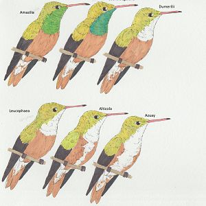 Amazilia amazilia ssp