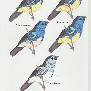 Tangara mexicana