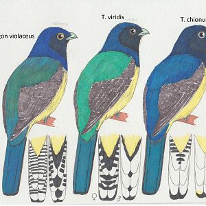 Trogon viridis