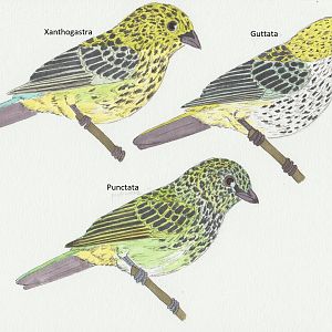 Tangara guttata - punctata