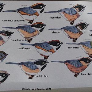 Aegithalos concinnus and related species