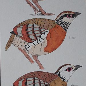 Arborophila brunneopectus