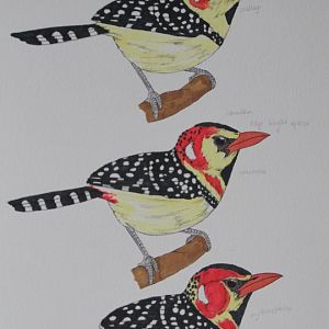 Trachyphonus erythrocephalus