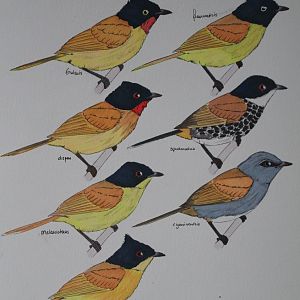 Pycnonotus dispar and related species