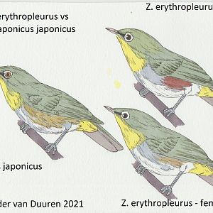 Zosterops japonicus - simplex - erythropleurus