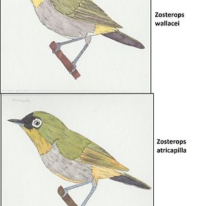 Asian zosterops 3