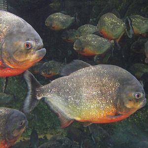 Red Piranhas - Zooparc de Beauval - 11/2021