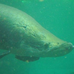 Arapaima - Zooparc de Beauval - 11/2021