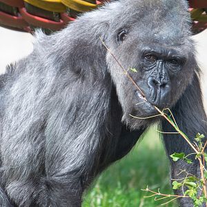 Biddy - Western Lowland Gorilla