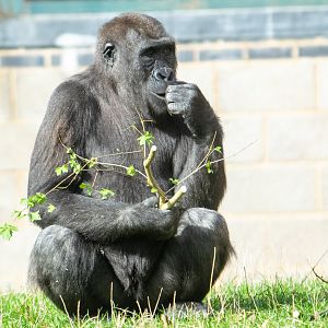 Shufai - Western Lowland Gorilla