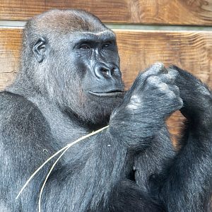 Lope - Western Lowland Gorilla