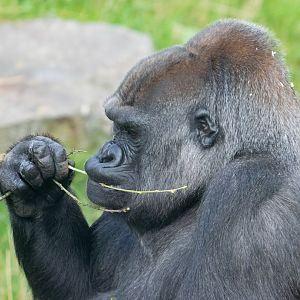 Ozala - Western Lowland Gorilla