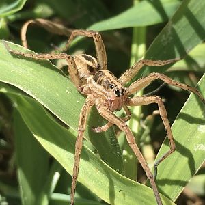 Wolf Spider (Tigrosa annexa)