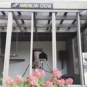 American Crow Habitat