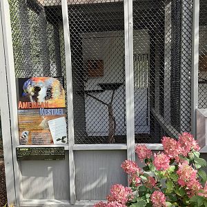 American Kestrel Habitat