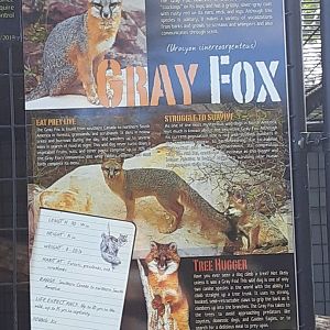 Gray Fox Signage