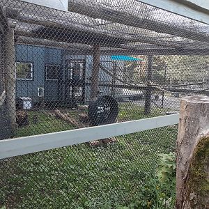 Geoffroy's Cat Habitat