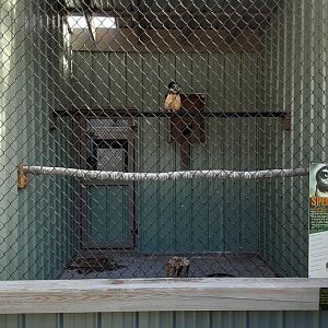 Spectacled Owl Habitat