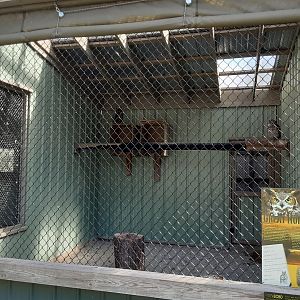 Great Horned Owl and Spotted Eagle Owl Habitat