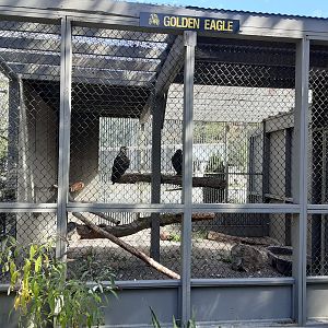 Golden Eagle Habitat