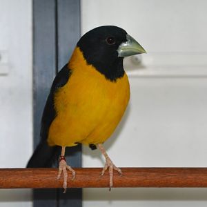 Collared grosbeak (Mycerobas affinis)