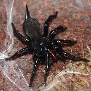 Taiwan giant funnel-web spider (Macrothele hungae)
