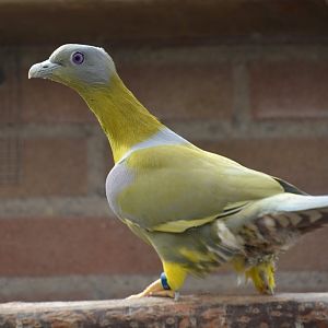 South-Indian yellow-footed green pigeon (Treron phoenicopterus chlorigaster)