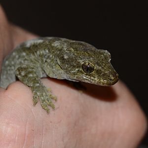 Canterbury gecko (Woodworthia brunnea)