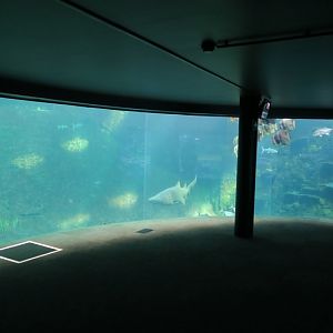 Shark tank lower view