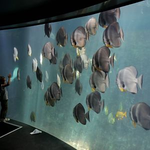 Shark Tank - underwater view with longfin batfish (Platax teira)