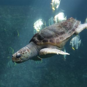 Loggerhead sea turtle (Caretta caretta)
