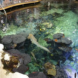 Coral Reef with zebra shark