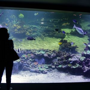Coral Reef - underwater view