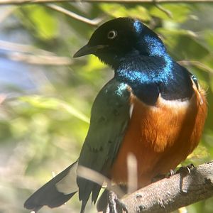 Superb Starling