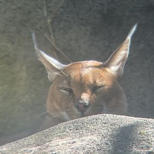 Caracal