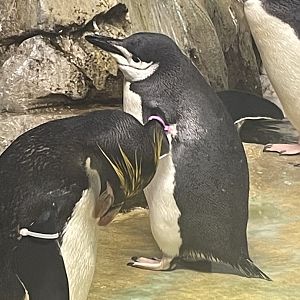 Chinstrap Penguin