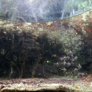 Coral Reef - inside a glass bubble