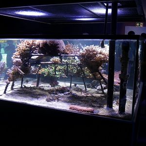 Coral Jungle - La Jungle de Corail