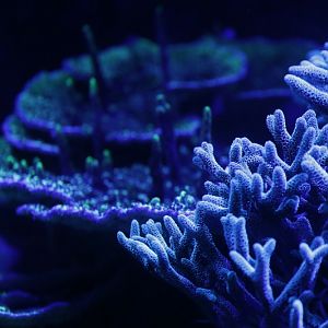 Coral Jungle - La Jungle de Corail