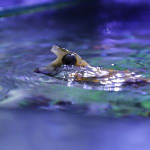 Longhorn cowfish (Lactoria cornuta)