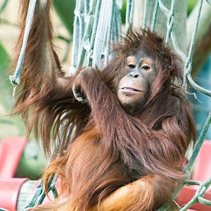 Kayan - Bornean Orangutan