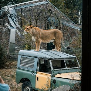 Lioness on Jeep