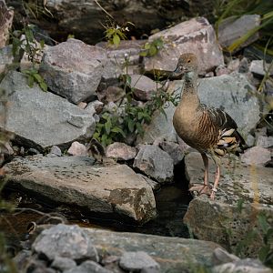 Whistling Duck with chicks