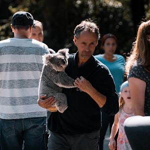 Koala outside