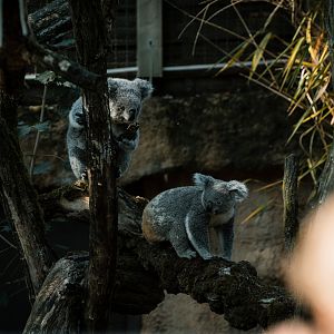 Koala outside