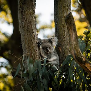 Koala outside