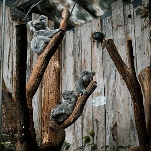 Koala house