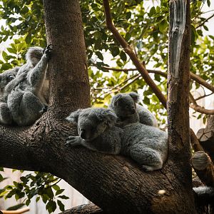 Female Koalas and joeys