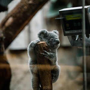 Koala weighing