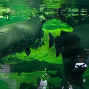 Manatees eating next to Black Pacus